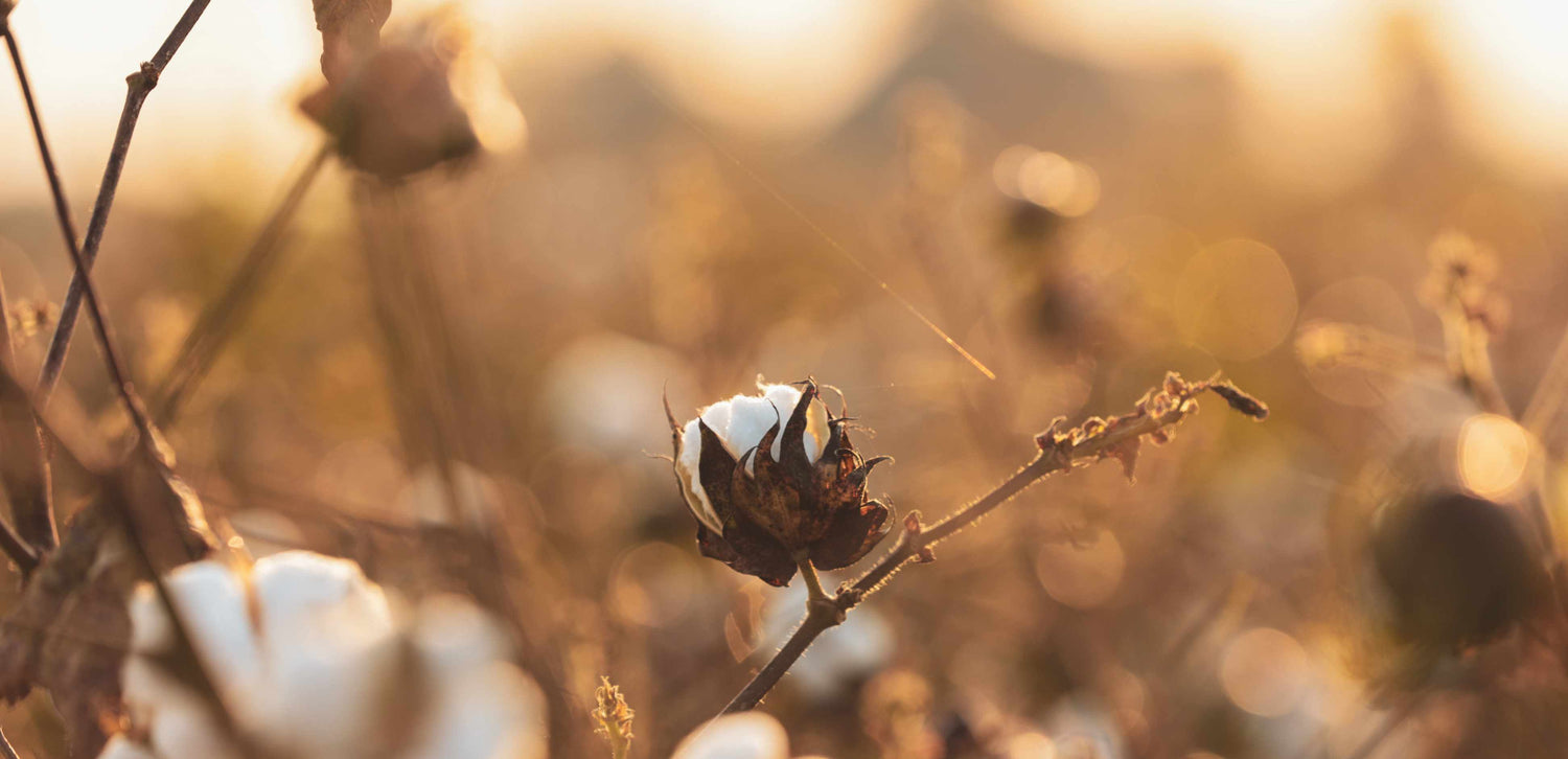 A field of organic cotton